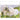 Hunde - Kalender 2026 B2B moin Kalender