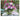 Bouquets - Kalender 2026 KFP-B2C NEUMANN