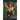 Girls - Kalender 2026 Hybrid Alpha Edition