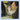 Katzen-Kalender