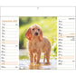 Hunde Kalender 2025