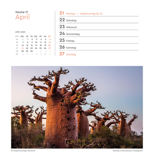 Ansichtkaartkalender Oude bomen