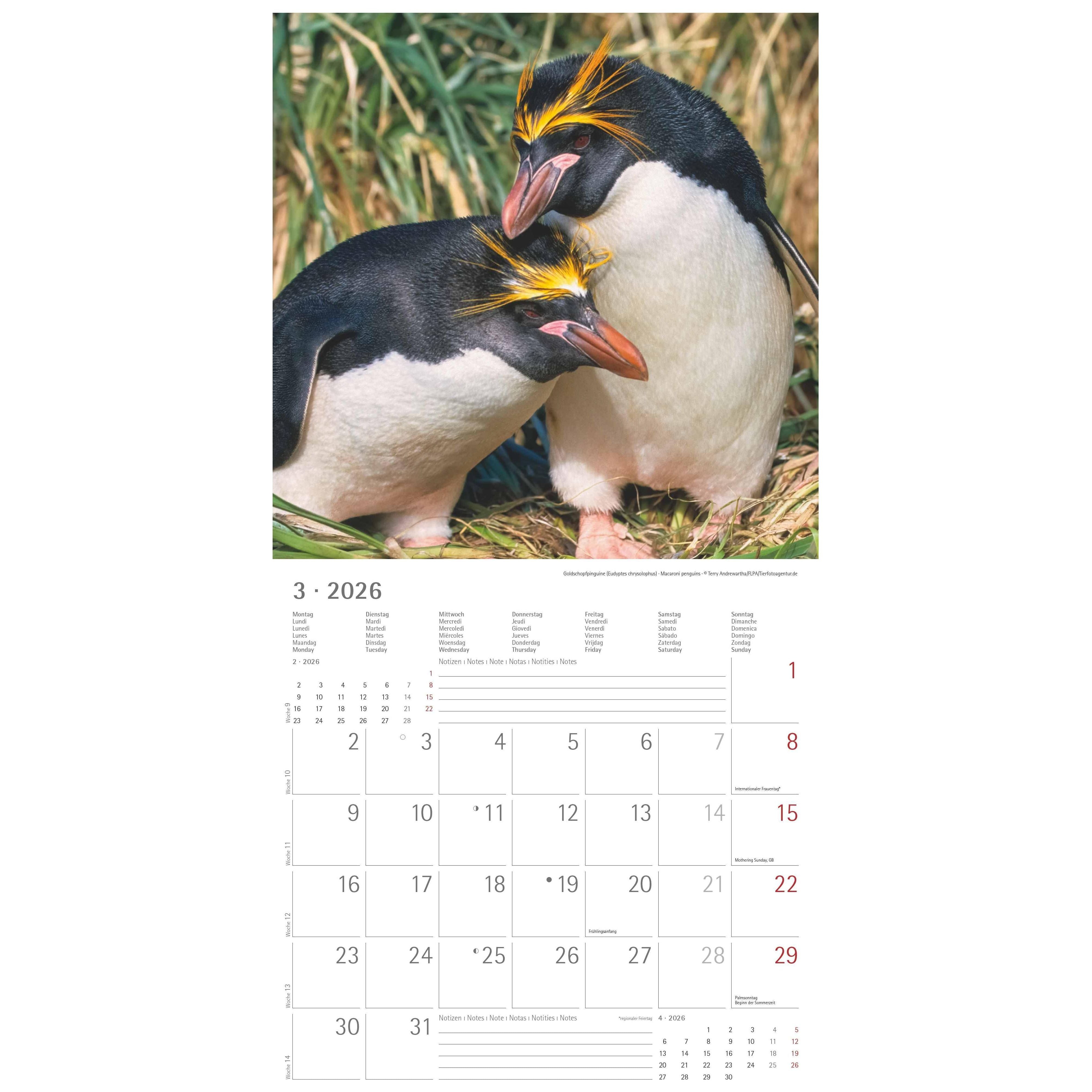 Edition Seidel Premium Kalender Die Welt der Pinguine 2026 Format DIN A3 Wandkalender Tierkalender Pinguin Vogel Seevogel Eis Schnee Südpol Edition Seidel Premium Kalender Die Welt der Pinguine 2026 Format DIN A3 Wandkalender Tierkalender Pinguin Vogel Seevogel Eis Schnee Südpol