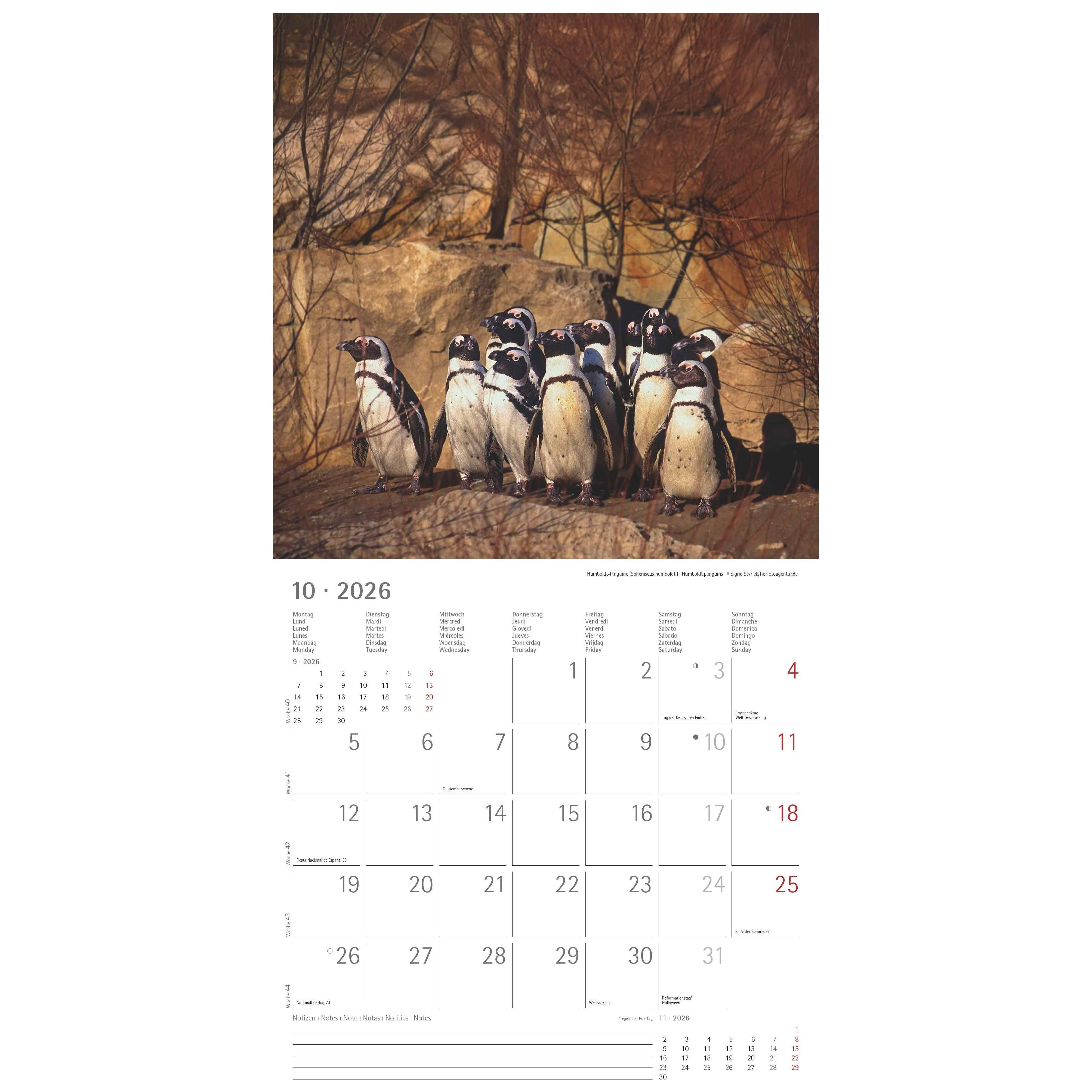 Pinguine Kalender 2026 - Wandkalender - De Slegte Pinguine Kalender 2026 - Wandkalender - De Slegte