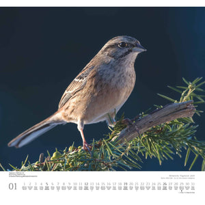 Heimische Vogelwelt 2025 - Wandkalender 2025