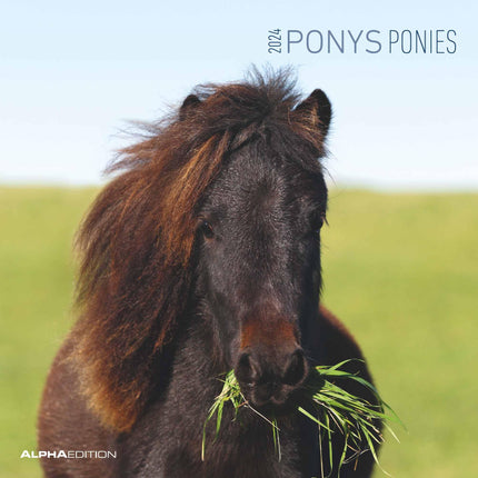 Ponys 2024