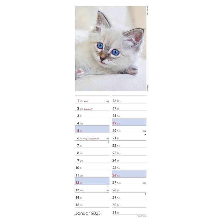 Entdecke bezaubernde Katzenkalender 2025 bei Kalendersale.de!