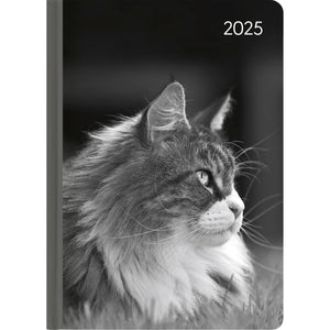 Ladytimer Cat 2025 A6