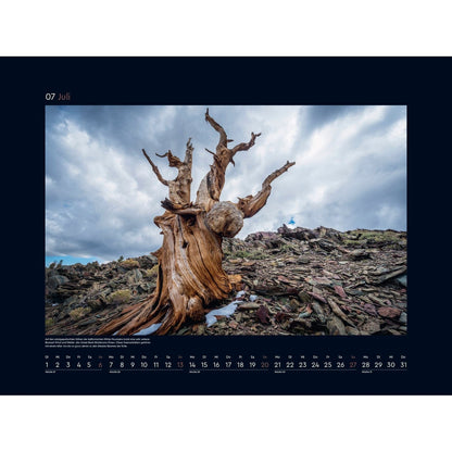 Alte Bäume  - Sinnbilder des Lebens Kalender 2025
