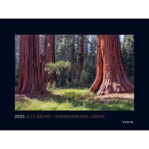 Wandkalender Alte Bäume  Sinnbilder des Lebens 2025