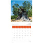 Broschürenkalender Alte Bäume 2025